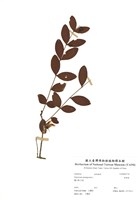 藏品(金絲桃)的圖片